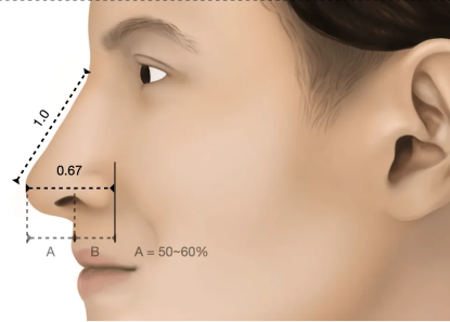 Facial_proportions 1